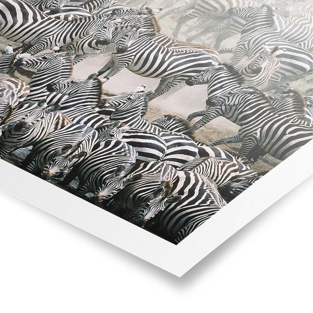 Modern art prints Zebra Herd