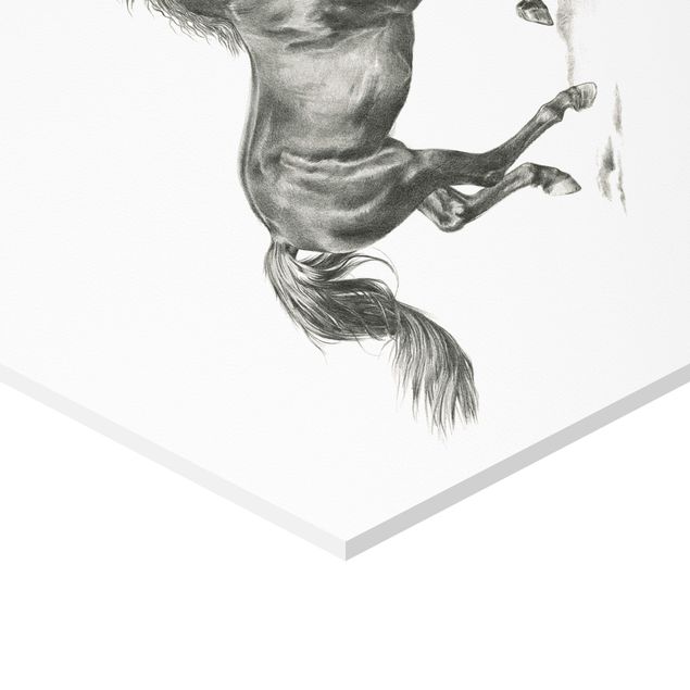 Forex prints Wild Horse Study Set I