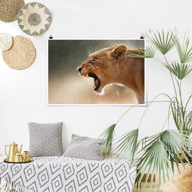 Lion wall art Lioness on the hunt