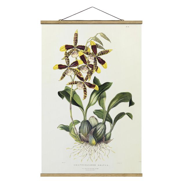Art posters Maxim Gauci - Orchid II