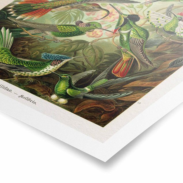 Prints multicoloured Vintage Board Hummingbirds
