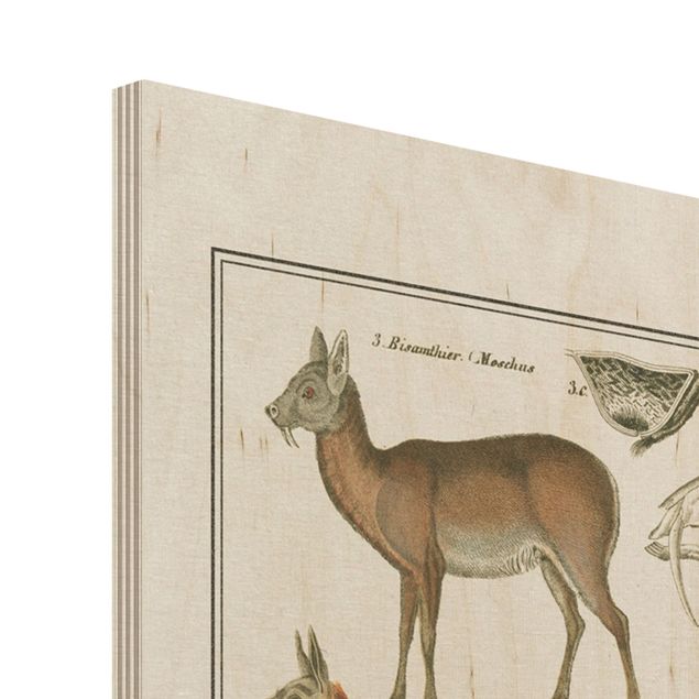 Wood prints Vintage Board Giraffe, Camel And IIama