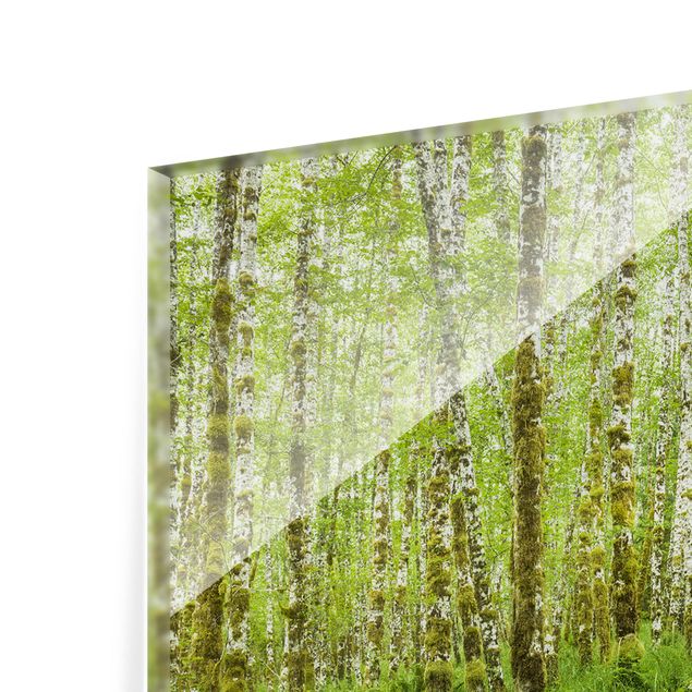 Glass Splashback - Hoh Rain Forest In Olympic National Park - Landscape 1:2
