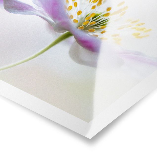 Prints Windflower In White