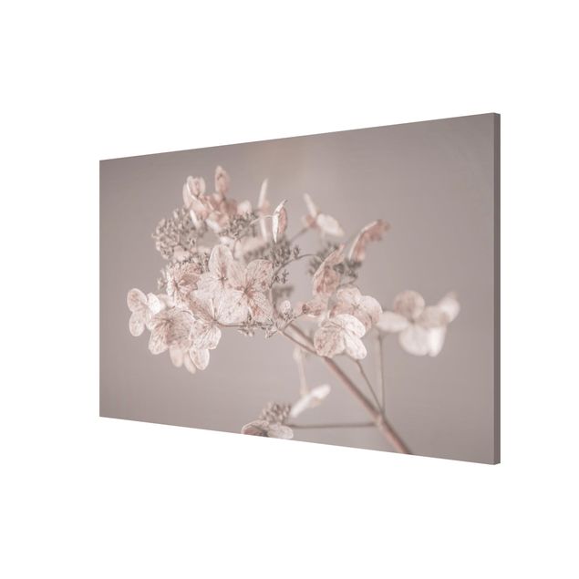 Floral canvas Delicate White Hydrangea