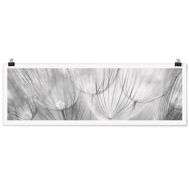 Black and white poster prints Dandelions Macro Shot In Black And White