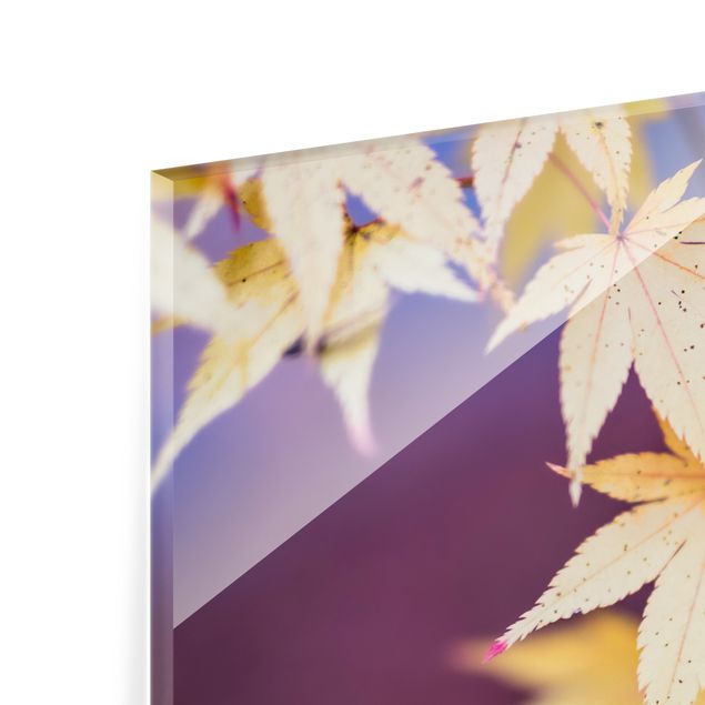 Splashback - Autumn Maple Tree - Square 1:1