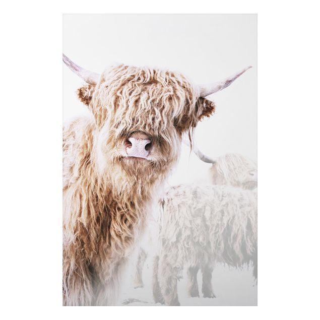 Prints animals Highland Cattle Karlo