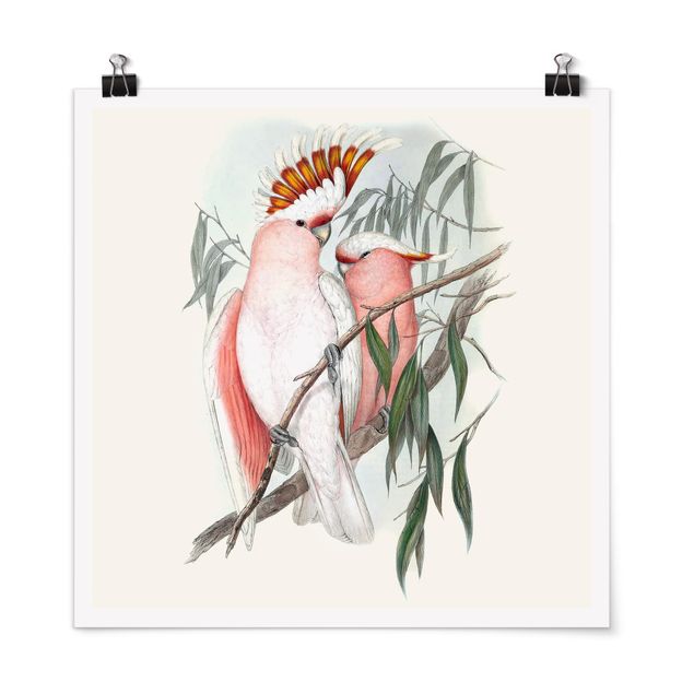 Prints animals Pastel Parrots I