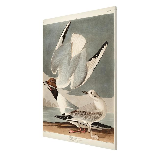 Beach canvas art Vintage Board Bonaparte Gull