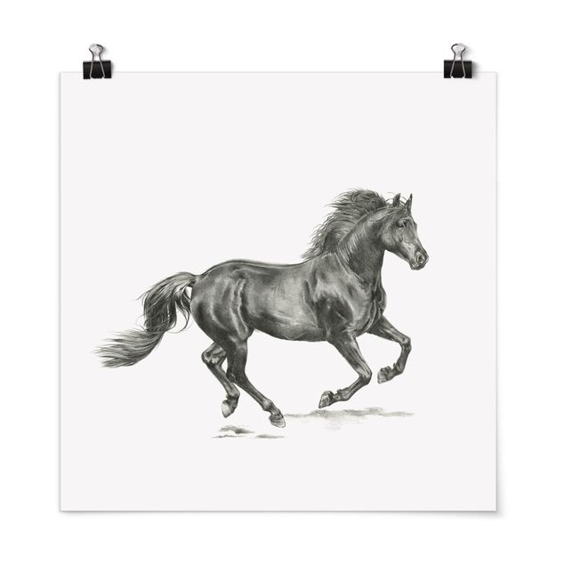 Prints animals Wild Horse Trial - Stallion