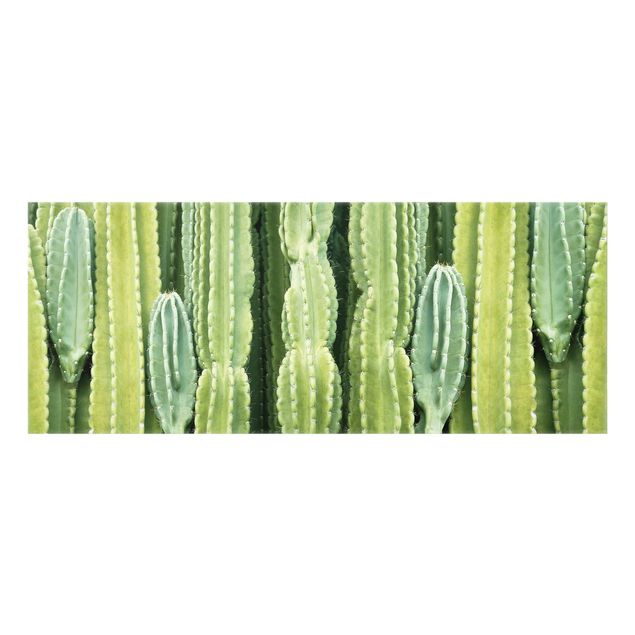 Glass Splashback - Cactus Wall - Panoramic