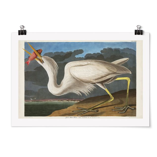 Animal canvas Vintage Board Great White Egret