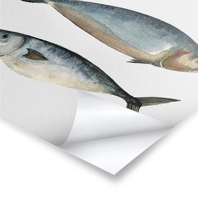 Prints Four Fish In Watercolour II