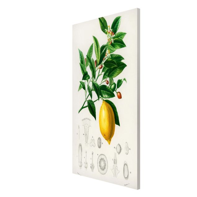 Magnet boards flower Botany Vintage Illustration Of Lemon