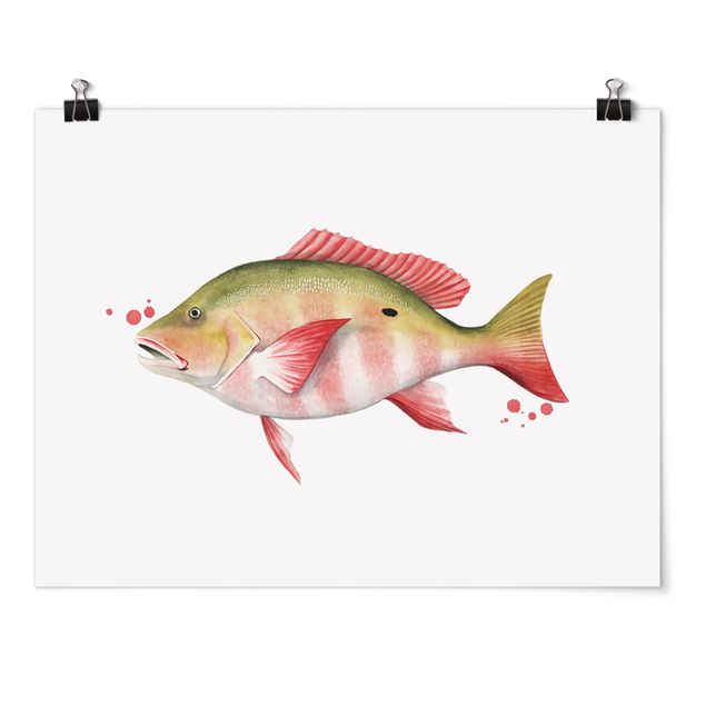 Prints modern Color Catch - Northern Red Snapper