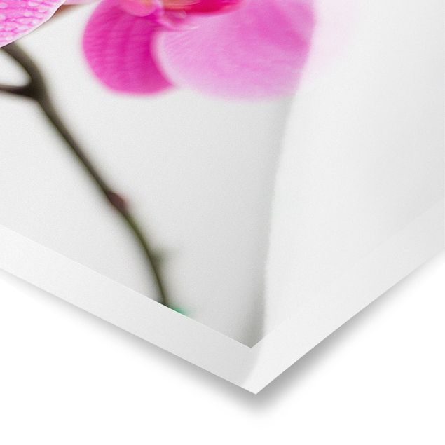 Prints Close-Up Orchid
