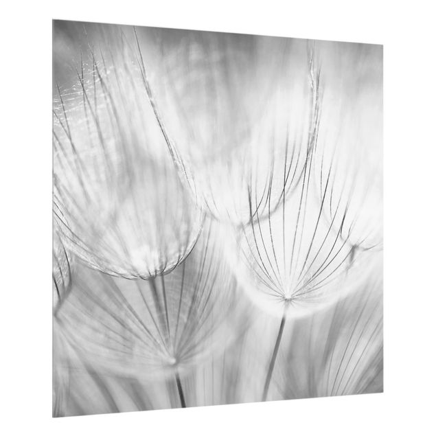 Glass splashbacks Dandelions Macro Shot In Black And White