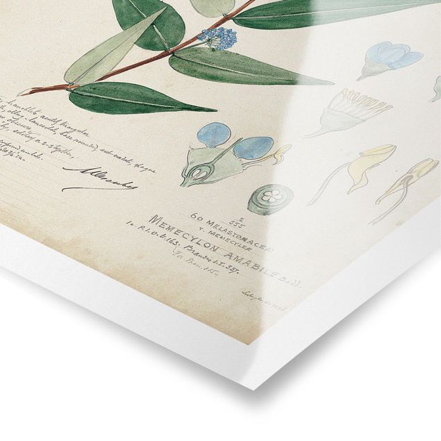 Prints Melastomataceae - Ambile