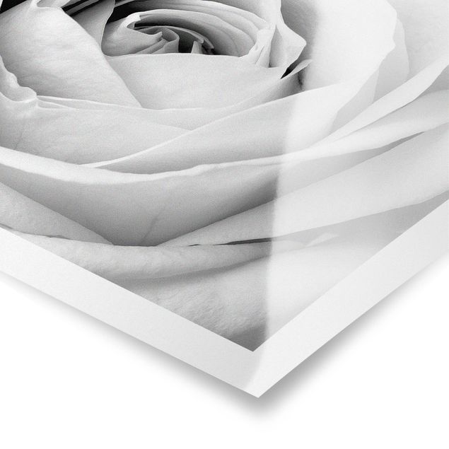 Prints Close Up Rose