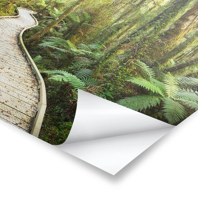 Landscape poster prints Path In The Jungle