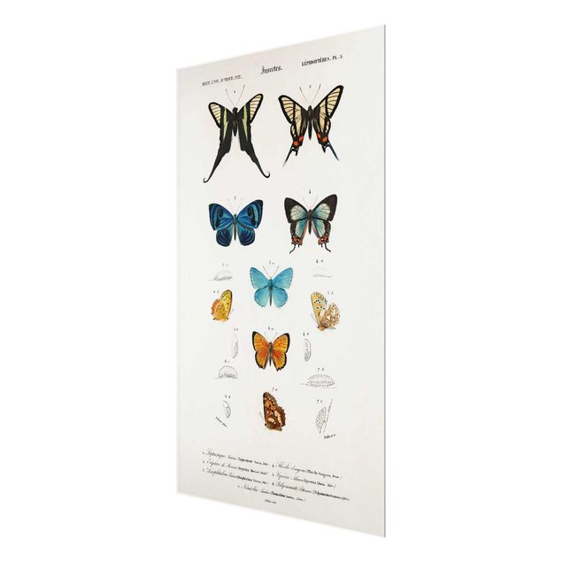 Navy wall art Vintage Board Butterflies I