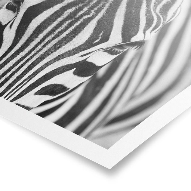 Modern art prints Zebra Look