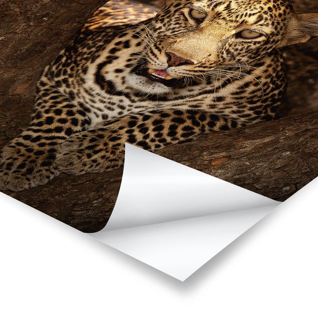 Prints Leopard Resting On A Tree