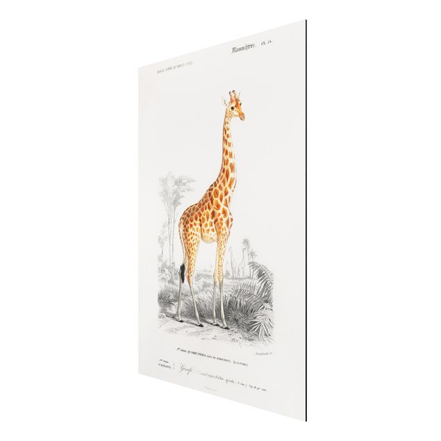 Prints vintage Vintage Board Giraffe