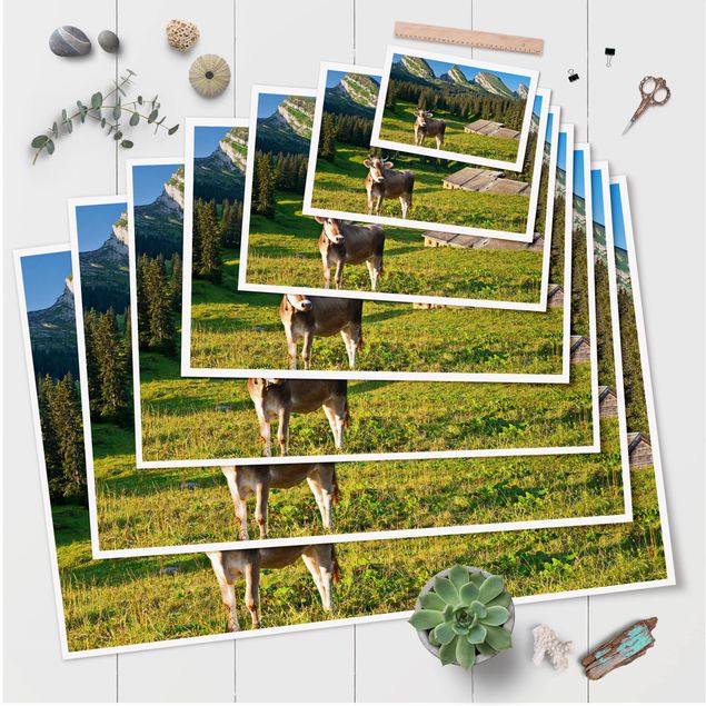 Posters animals Swiss Alpine Meadow With Cow