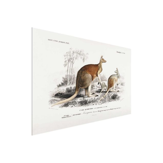 Skyline prints Vintage Board Kangaroo