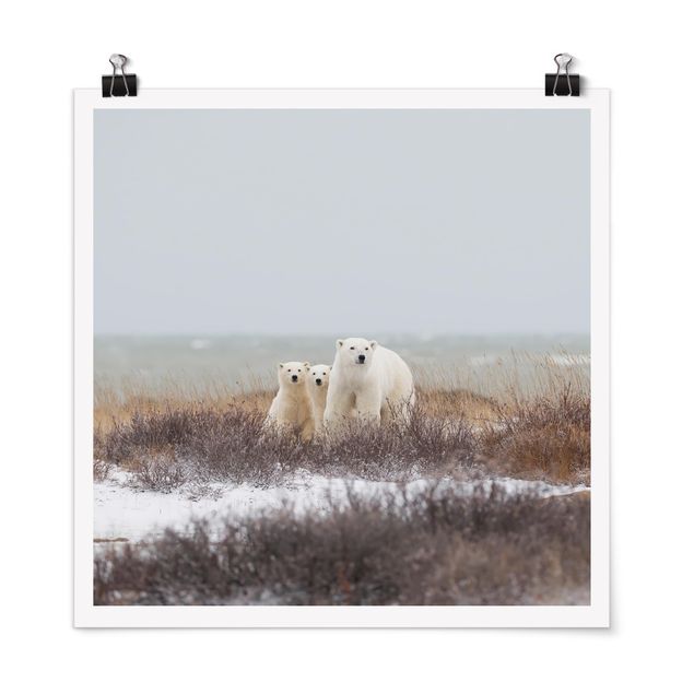Animal wall art Polar Bear And Her Cubs