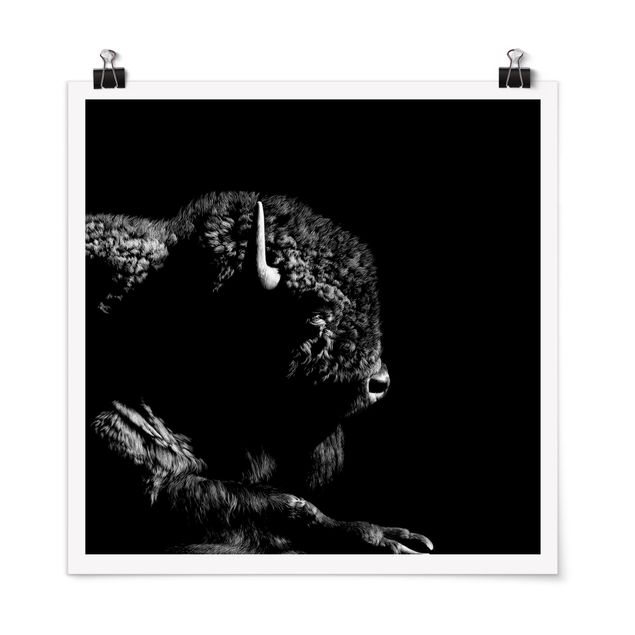 Posters black and white Bison In The Dark