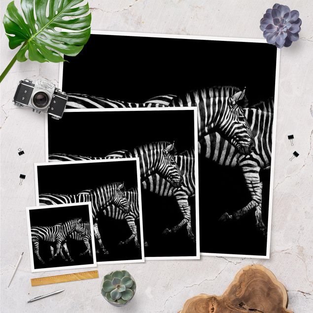 Prints Zebra In The Dark