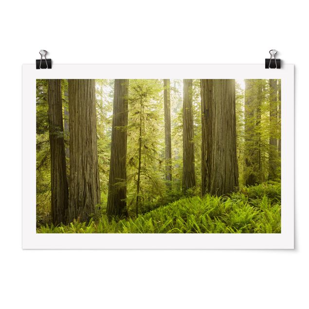 Prints modern Redwood State Park Forest View