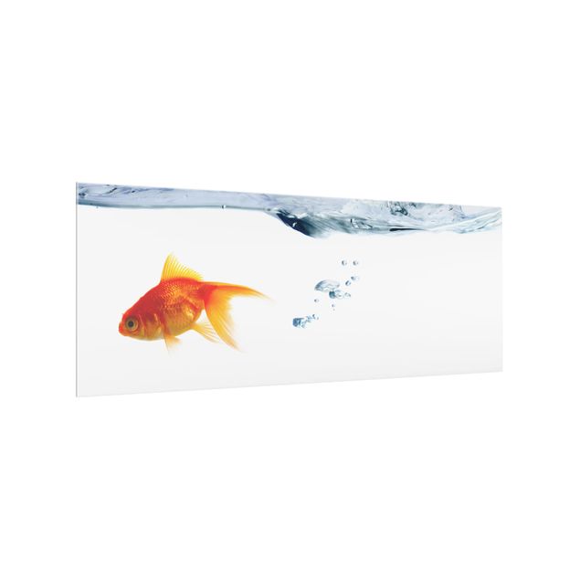 Glass splashback animals Goldfish