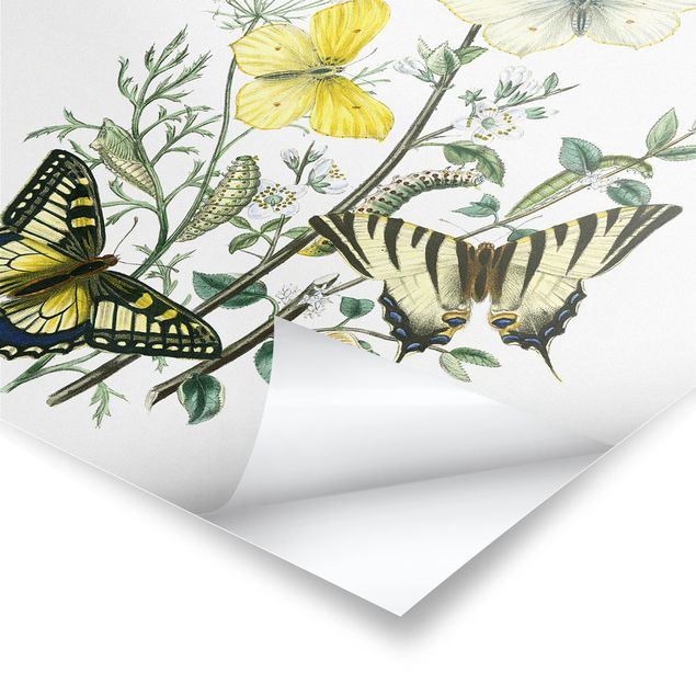 Prints British Butterflies III