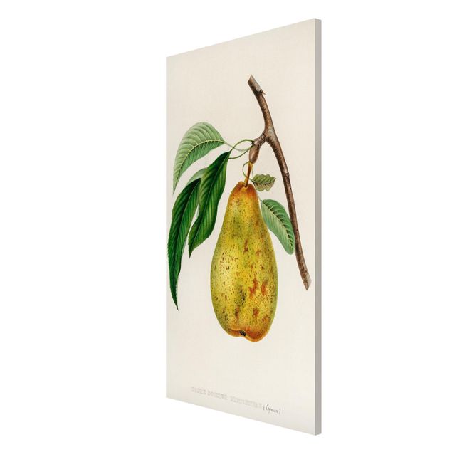 Magnet boards flower Botany Vintage Illustration Yellow Pear