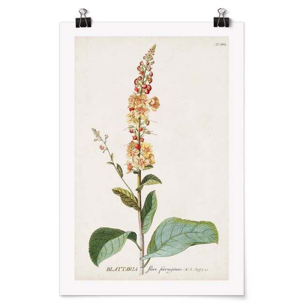 Prints flower Vintage Botanical Illustration Mullein