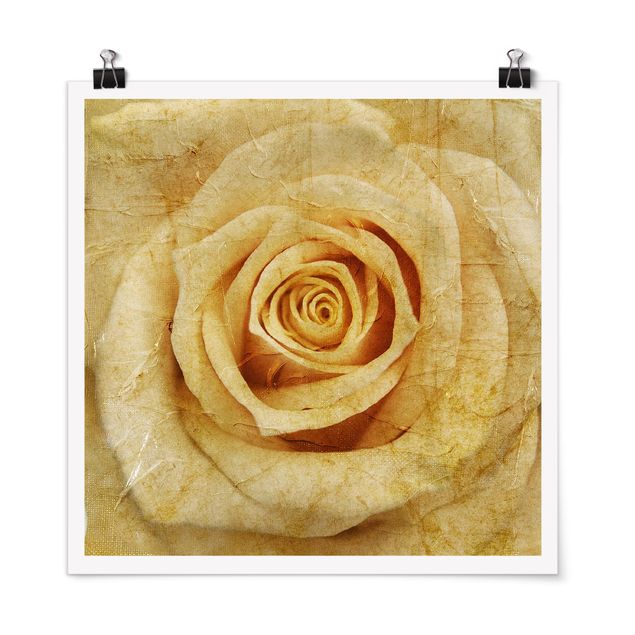 Prints floral Vintage Rose