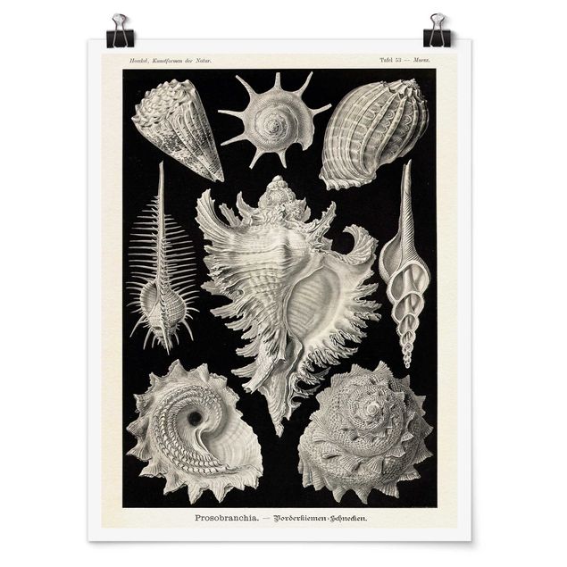 Sea life prints Vintage Board Mussels I