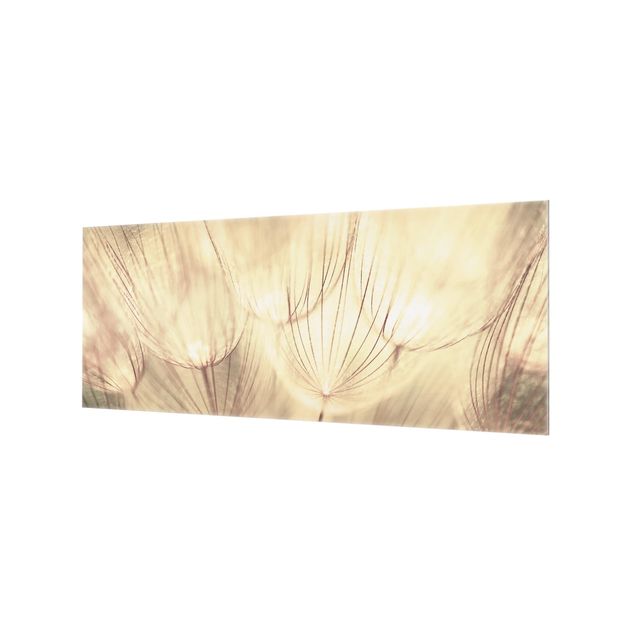 Glass Splashback - Dandelions Close-Up In Homely Sepia Tones - Panoramic