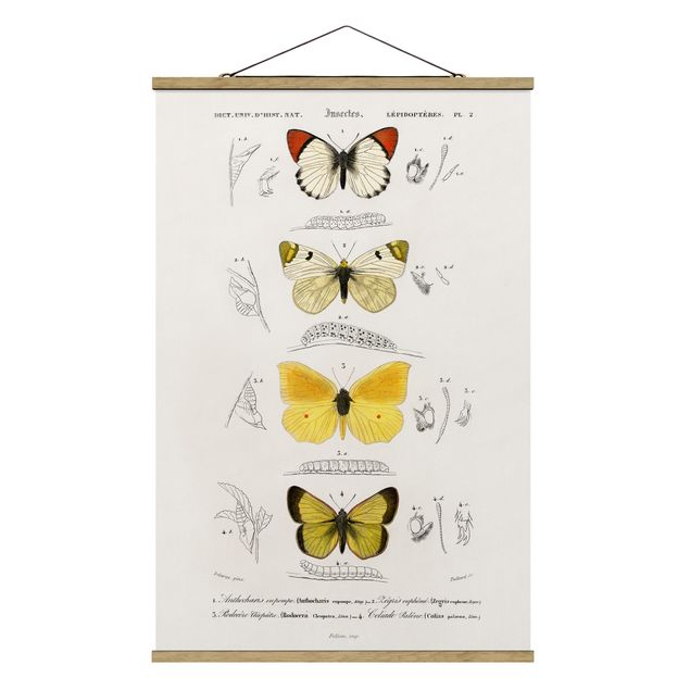 Prints animals Vintage Board Butterflies II
