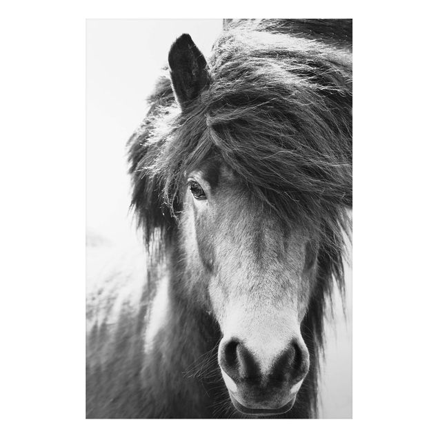 Horses wall art Icelandic Horse In Black And White