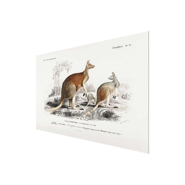 Prints brown Vintage Board Kangaroo