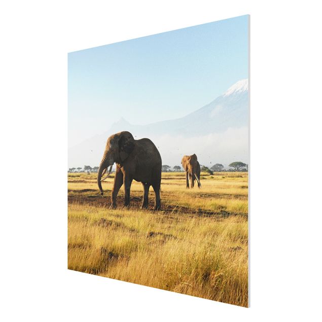 Prints landscape Elephants In Front Of The Kilimanjaro In Kenya