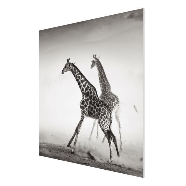 Animal wall art Giraffe Hunt