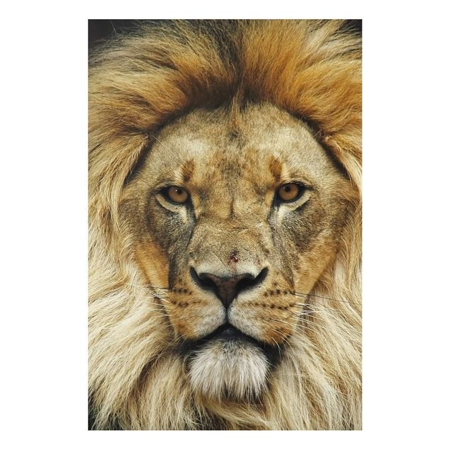 Lion print Wisdom Of Lion