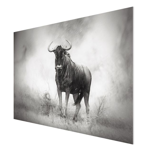 Prints modern Staring Wildebeest