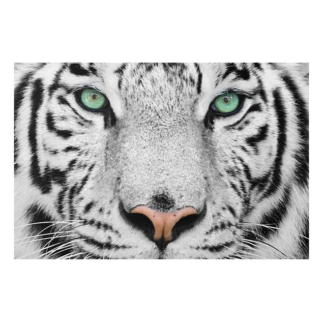 Tiger prints White Tiger